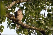 im Baum sitzend... Habicht *Accipiter gentilis*, Jungvogel, auch Rothabicht genannt