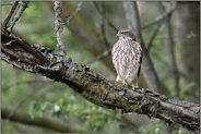 im Bruchwald... Habicht *Accipiter gentilis*, Rothabicht im natürlichen Lebensraum