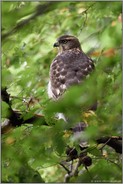 Leben im Verborgenen... Habicht *Accipiter gentilis* im Wald