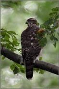 alles im Blick... Habicht *Accipiter gentilis*, junger Habicht im Baum schaut sich aufmerksam um