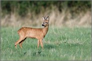 Aufmerksamkeit und Vorsicht ... Reh *Capreolus capreolus*, Rehbock bei der Äsung auf einer Wiese