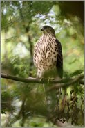 stolzer Greif... Habicht *Accipiter gentilis*, Rothabicht im Bruchwald