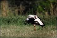 bei der  Gefiederpflege... Weißstorch *Ciconia ciconia*, Vorbereitungen auf den langen Flug 'gen Süden