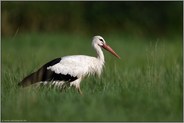 wunderschön anzusehen... Weißstorch *Ciconia ciconia*, Altstorch mit prächtigem Gefieder schreitet durch eine Wiese