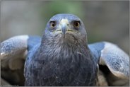 wehrhaft... Aguja *Geranoaetus melanoleucus*, auch Andenbussard, Kordillerenadler oder Blaubussard genannt