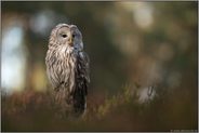 größter Kauz... Habichtskauz *Strix uralensis*