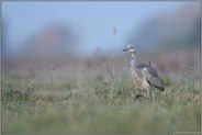 auf den Wiesen am Niederrhein... Graureiher *Ardea cinerea*