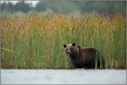 im Schilf... Europäischer Braunbär *Ursus arctos*