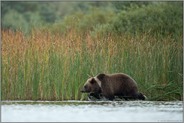 auf der Pirsch... Europäischer Braunbär *Ursus arctos*