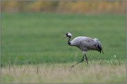 eine schöne Beobachtung... Grauer Kranich *Grus grus* auf einer Wiese bei der Rast auf dem Herbstzug