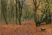 Herbst... Herrenbusch *Lank Latum*, abwechslungsreicher Waldbestand im Rhein-Kreis Neuss