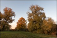 goldener Herbst... Meerbusch *Langst-Kierst*, Rheinauen