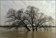 schmutzig braun... Rhein *Nordrhein-Westfalen* mittleres Hochwasser auf der Höhe von Düsseldorf