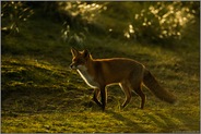 Licht und Schatten... Rotfuchs *Vulpes vulpes* im Abendlicht bei tiefstehender Sonne