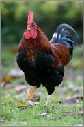 der Hahn... Haushuhn *Gallus gallus domesticus*, Italiener Huhn