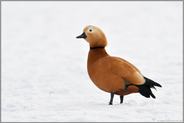 im Schnee... Rostgans *Tadorna ferruginea*, Erpel im Winter