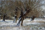 alte Bauernschaft... Kopfweiden *Salix L.* auf einem Feld nahe Meerbusch Ilverich