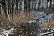 verlandete Altrheinrinne... Ilvericher Altrheinschlinge *Meerbusch*, Bruchwald rund um den Mühlenbach im Winter