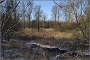 verlandete Altrheinrinne... Ilvericher Altrheinschlinge *Meerbusch*, Bruchwald am Niederrhein im Winter