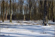 Winter im Meerbruch... Ilvericher Altrheinschlinge *Meerbusch*, verlandete Altstromrinne des Rheins mit naturnahen Sumpf- und Niedermoorstrukturen sowie Bruchwald