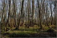 Feuchtgebiet... Meerbusch *Herrenbusch*, Buersbach, Weichholzaue, Erlenbruchwald im Bereich einer vor Jahrhunderten verlandeten Rheinschlinge, Altrhein