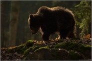 feinstes Gegenlicht... Europäischer Braunbär *Ursus arctos*, junger Braunbär im Wald unterwegs