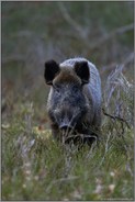 überraschende Begegnung... Wildschwein *Sus scrofa*, Bache im Unterholz, weibliches Stück