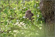 in der Streuobstwiese... Steinkauz *Athene noctua*, Altvogel in einem Birnbaum