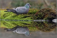 Doppeldecker... Hohltaube *Columba oenas* ruht im Moos an einer Wasserstelle im Wald