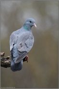 frei sitzend... Hohltaube *Columba oenas* auf einer Lichtung im Wald
