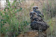 Geschwister... Europäischer Uhu *Bubo bubo*