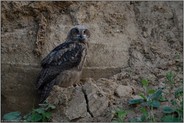 nur schwer zu entdecken... Europäischer Uhu *Bubo bubo*