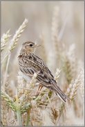im reifen Weizen... Feldlerche *Alauda arvensis* schaut sich um